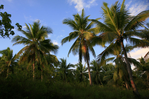 590894 (a): :1600x1067